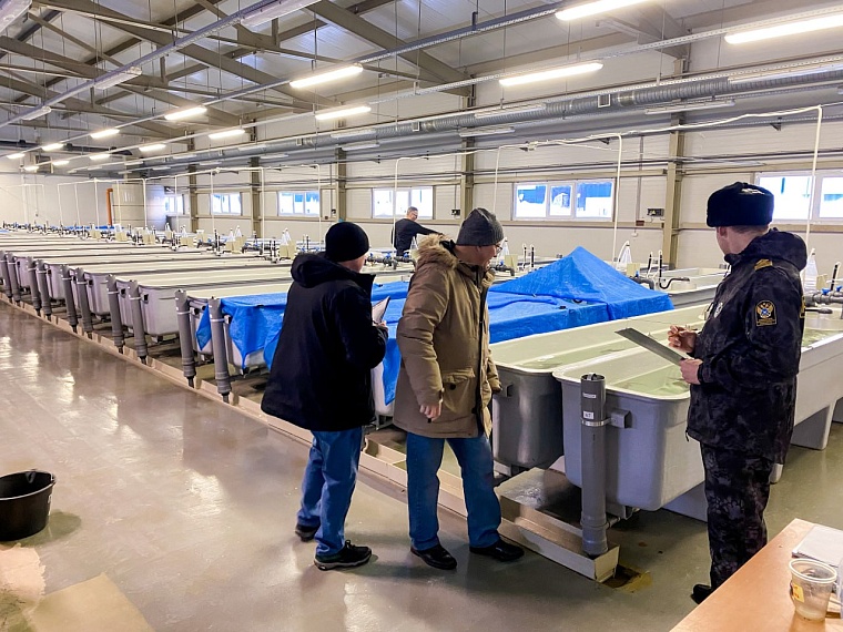 В Тюмени озаботились искусственным выращиванием муксуна