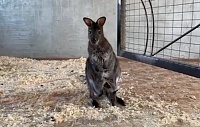 В тюменском зоопарке родился кенгуренок