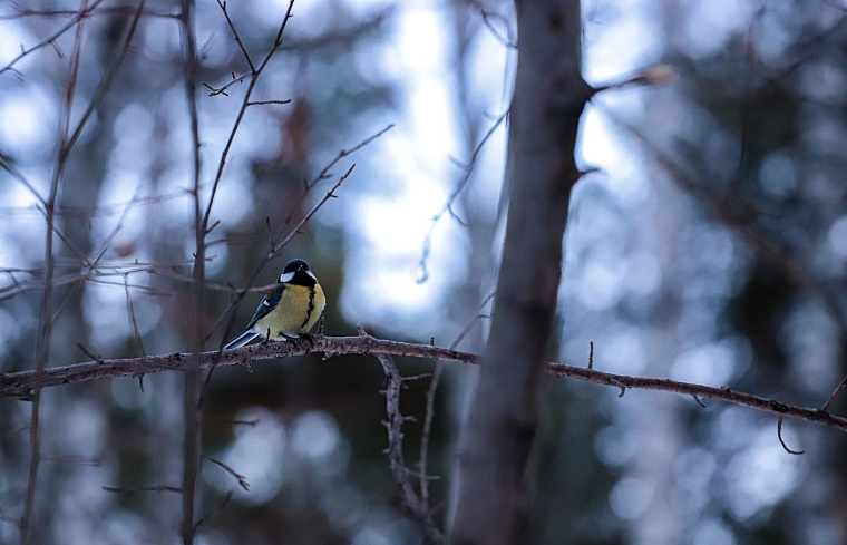 Народные приметы на 9 октября: дождь со снегом сегодня означает три потепления в январе