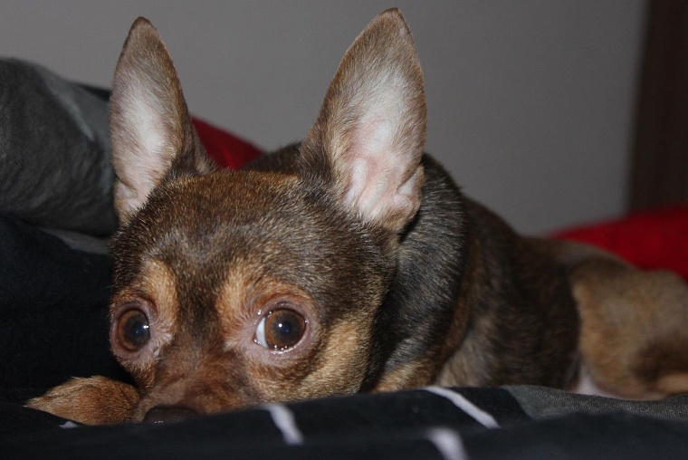 Хозяйка «овчарки» Тина Болдарева: Когда Рикки не в настроении, он делает «га-га»