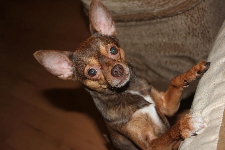 Хозяйка «овчарки» Тина Болдарева: Когда Рикки не в настроении, он делает «га-га»