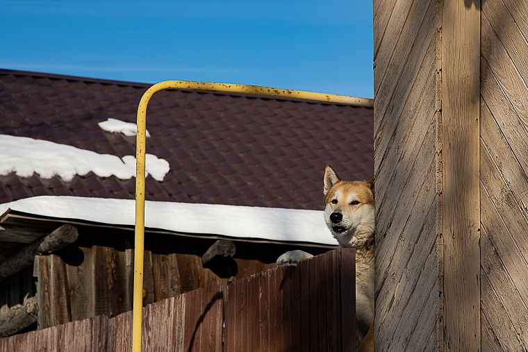 Почему животные нападают на людей: комментарий тюменского зоопсихолога