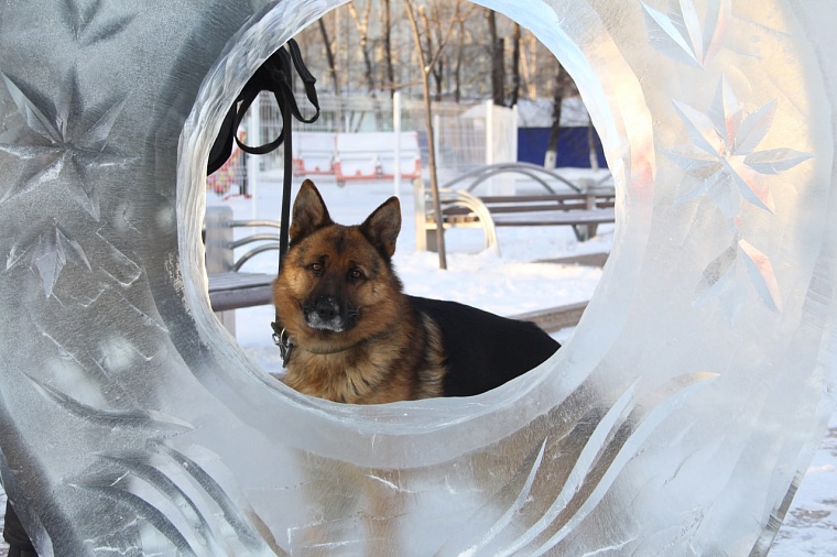 Места массовых гуляний тюменцев проверяет техника и служебные собаки