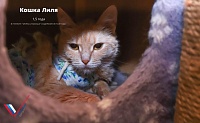 В Тюменской области запустили проект помощи бездомным животным