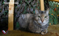 В Тюменской области запустили проект помощи бездомным животным
