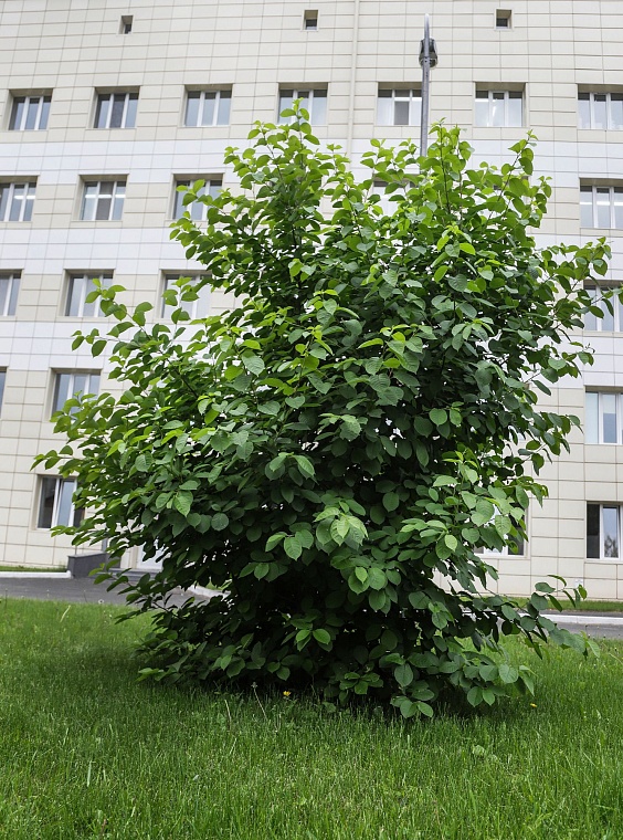 Врач Елена Данелия воссоздает в Тюмени знаменитый Аптекарский сад