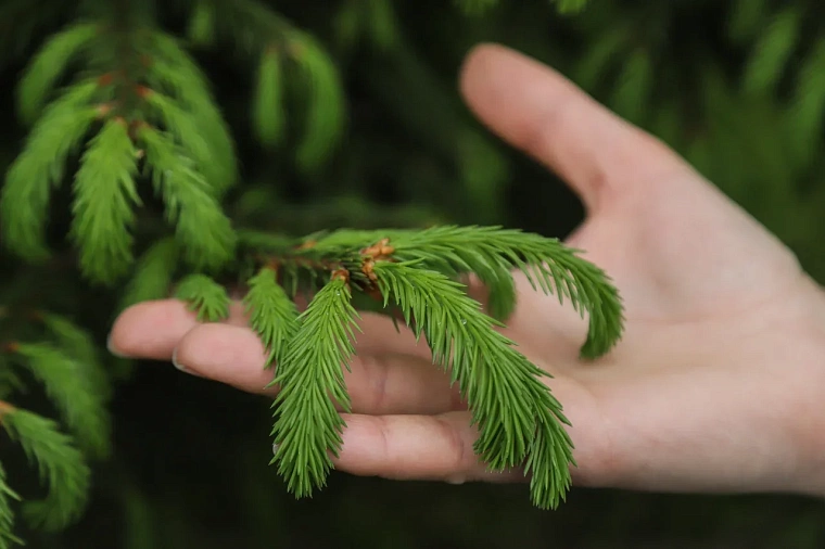 Врач Елена Данелия воссоздает в Тюмени знаменитый Аптекарский сад