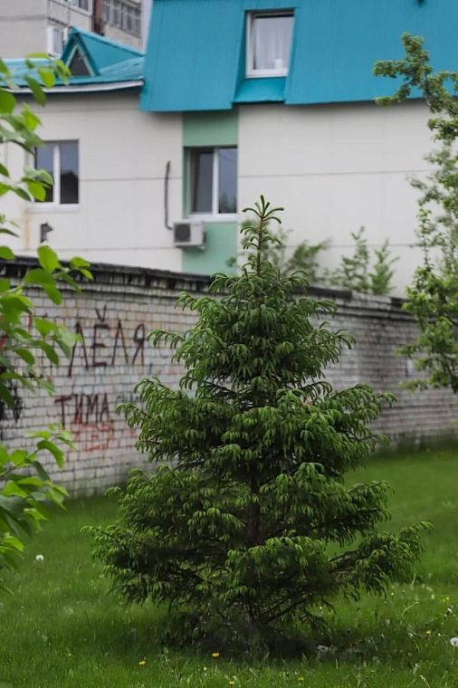 Врач Елена Данелия воссоздает в Тюмени знаменитый Аптекарский сад