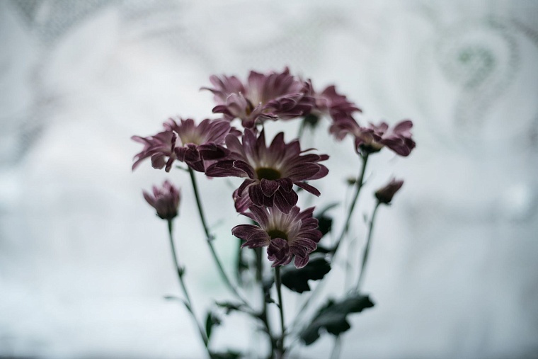 Уцелевшие. Галина Ермакова