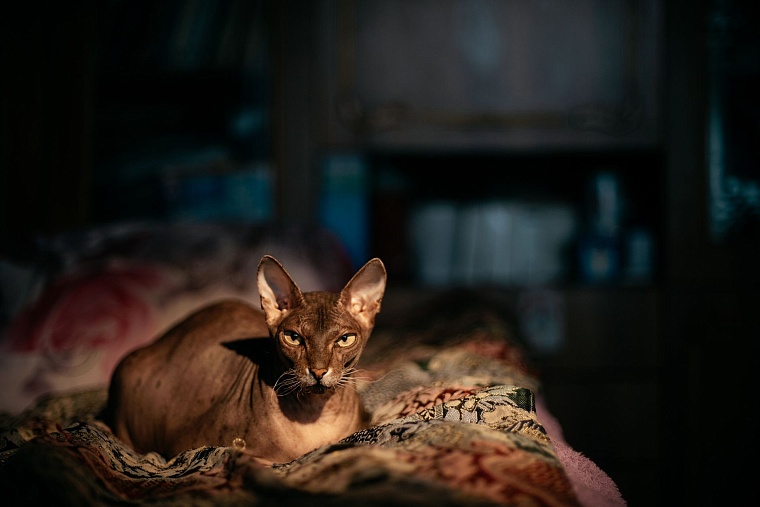 Уцелевшие. Галина Ермакова