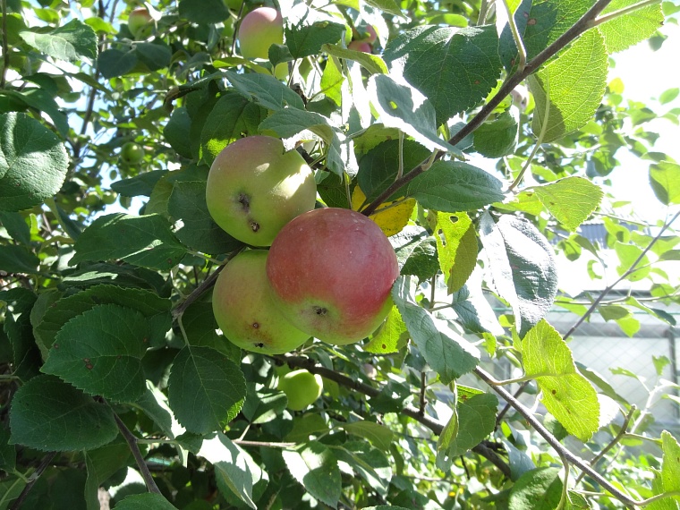 Тюменцы могут поделиться своим урожаем с нуждающимися