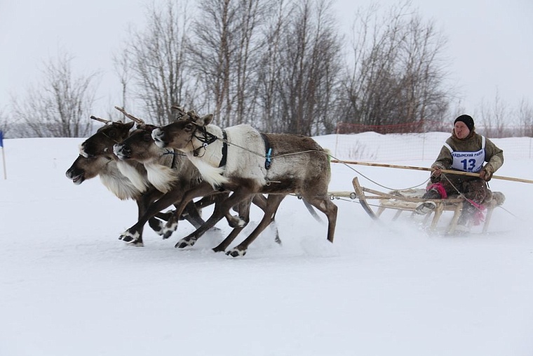 Гонки на оленьих упряжках — самые зрелищные состязания.