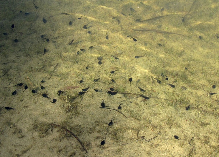 Чупакабра, мусор и княженика: тюменские леса глазами натуралиста