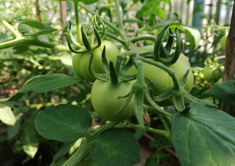 Тюменским дачникам на заметку: как бороться с картофельной совкой