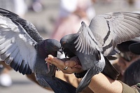 Безопасно ли кормить голубей с рук?