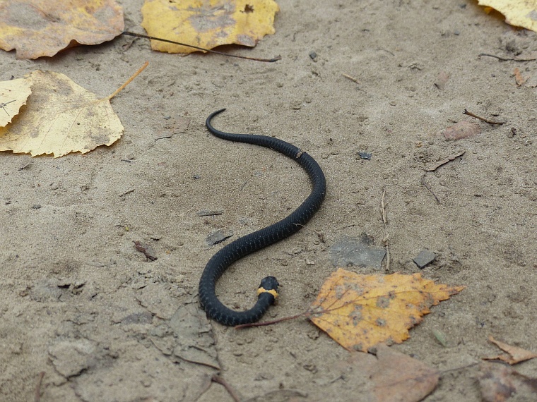 Испытано на себе: сколько можно заработать на сборе грибов