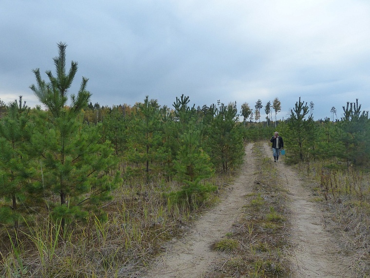 Испытано на себе: сколько можно заработать на сборе грибов