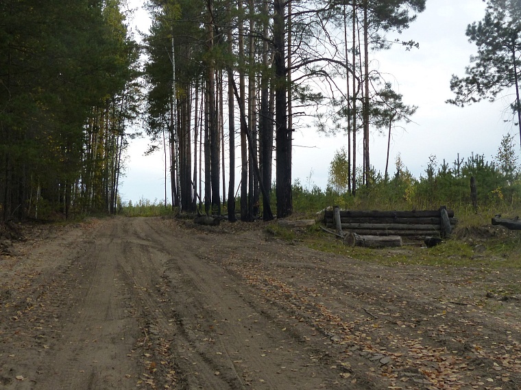 Испытано на себе: сколько можно заработать на сборе грибов