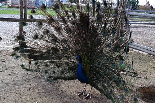 Тюменские зоопарки готовятся к зиме