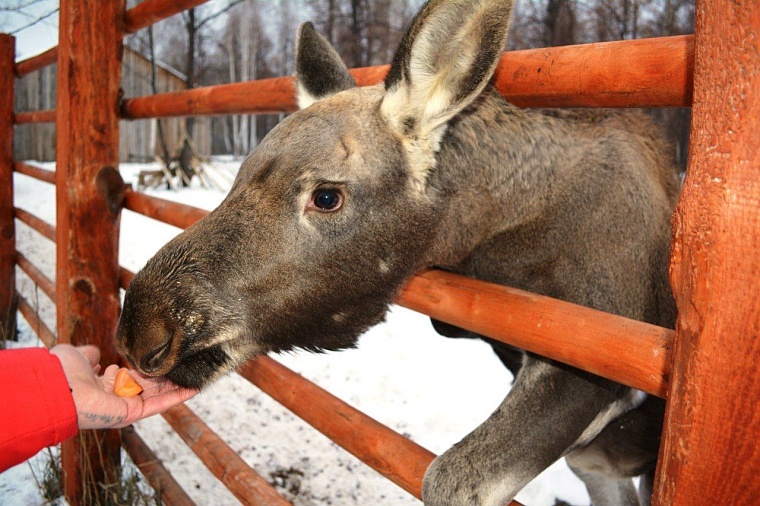 Тюменские зоопарки готовятся к зиме