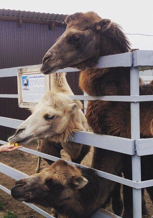 Тюменские зоопарки готовятся к зиме