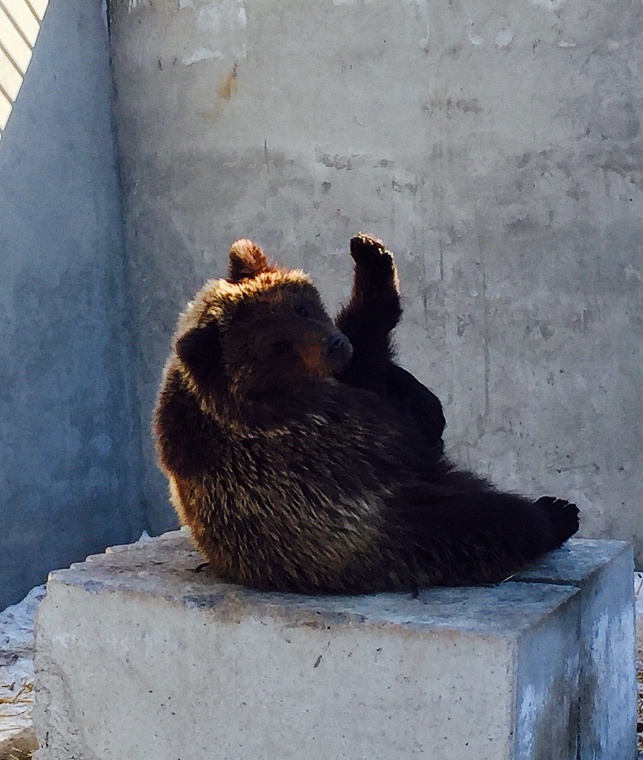 Тюменские зоопарки готовятся к зиме