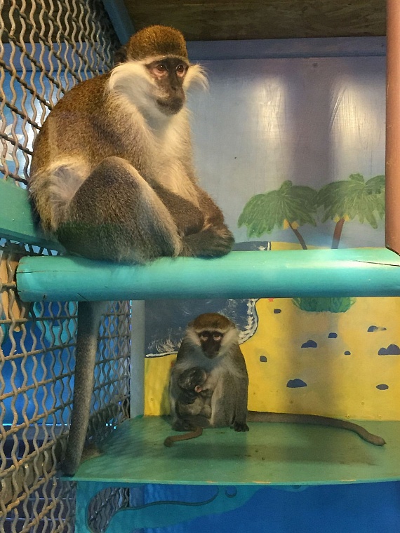 Тюменские зоопарки готовятся к зиме