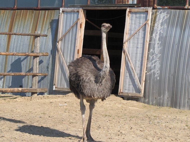 Тюменские зоопарки готовятся к зиме