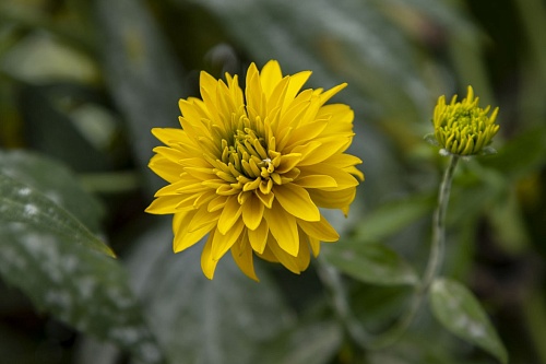 Какие цветы нужно высаживать осенью