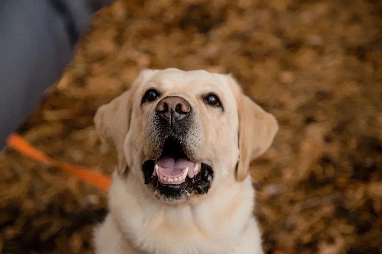 Тюменская пенсионерка на себе проверила пользу от вещей из собачьей шерсти