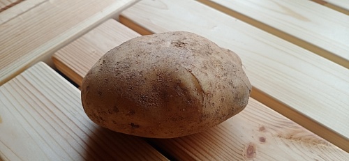 В Тюмени разрабатывают технологию посадки картофеля для лучшего урожая