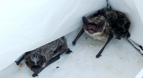 Неприятное соседство: жители загородных домов Тюмени жалуются на летучих мышей