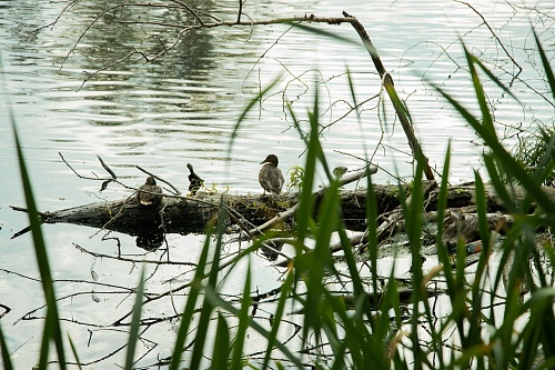 Жители Салехарда выступили против проката катамаранов на Лебяжьем озере