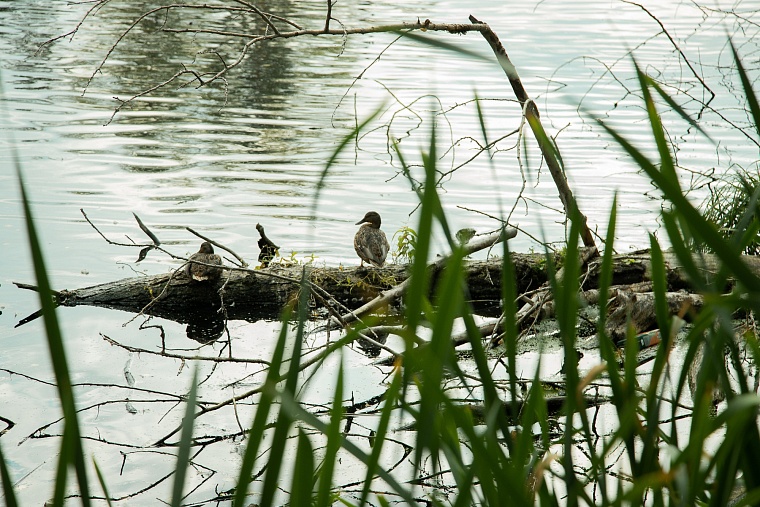 Жители Салехарда выступили против проката катамаранов на Лебяжьем озере