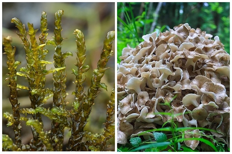 В Красную книгу Тюменской области включены два новых вида растений