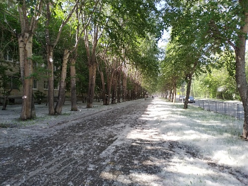 Тюмень утопает в тополином пухе: пожарные бьют тревогу