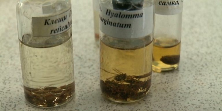 В некоторых районах Тюменской области боррелиозом заражены до 78% клещей