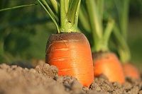 Тюменским дачникам на заметку: как защитить посевы от морковной мухи