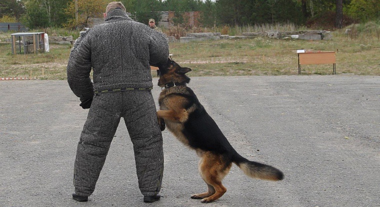 Тюменские кинологи победили на чемпионате Уральского округа войск нацгвардии
