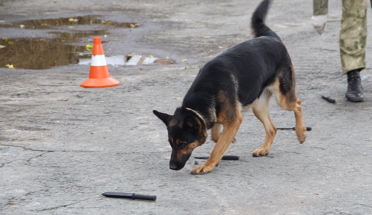 Тюменские кинологи победили на чемпионате Уральского округа войск нацгвардии