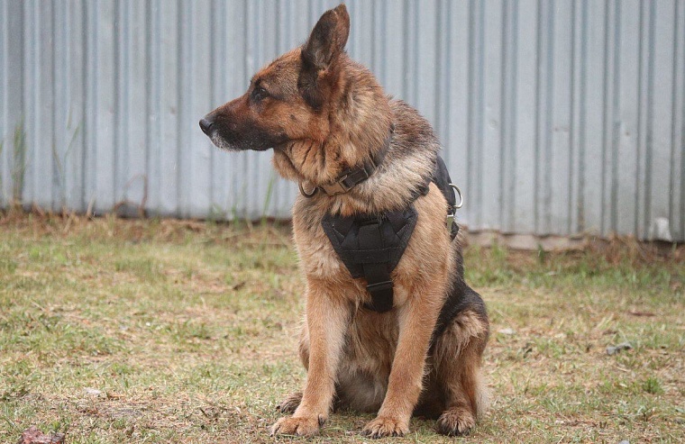 Тюменские кинологи победили на чемпионате Уральского округа войск нацгвардии