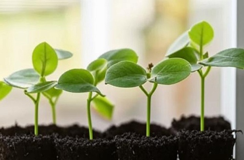 Тюменским дачникам рекомендуют начать посадку цинний