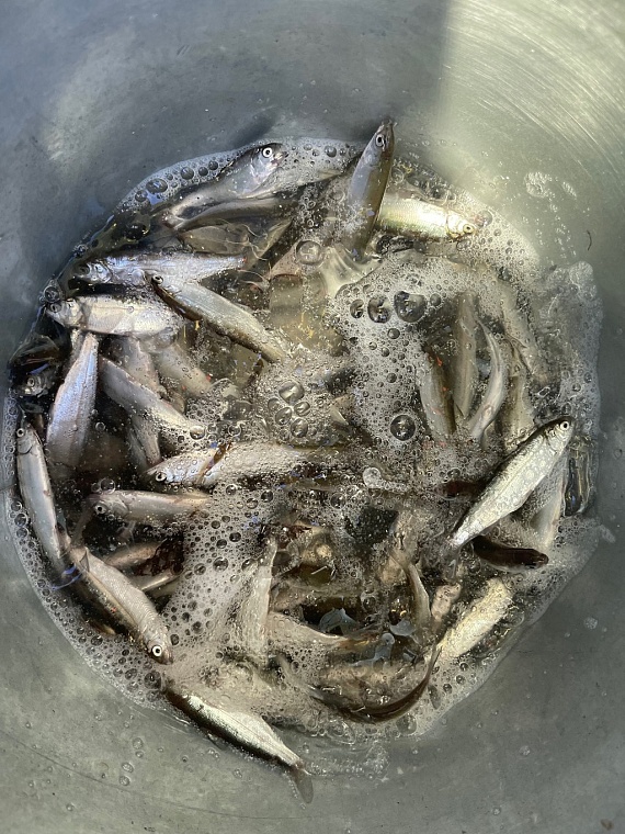 Сохранить и приумножить. Что АО "НК "Конданефть" делает для экологии Югры