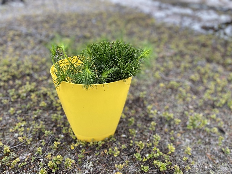 Сохранить и приумножить. Что АО "НК "Конданефть" делает для экологии Югры