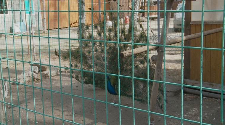 В Ялуторовске от птичьего гриппа привили павлинов