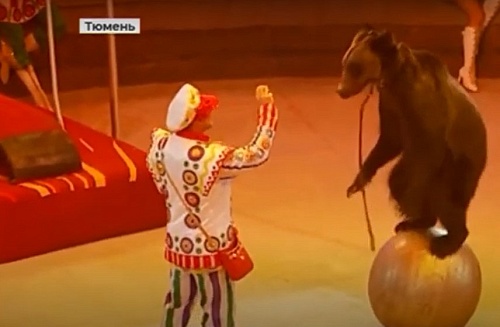 В Тюмени состоялась премьера нового циркового шоу Гии Эрадзе