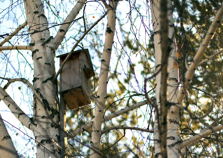 Народные приметы на 11 апреля: если береза обильно плачет - лето будет дождливым