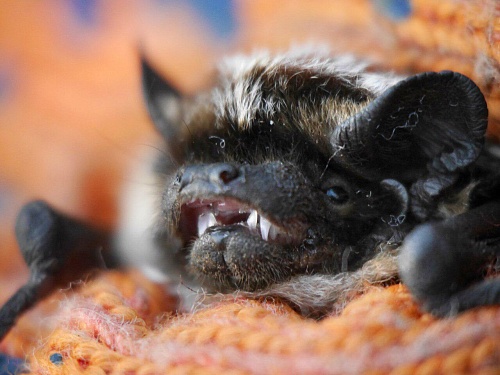 "Не буду церемониться": жители многоэтажки в Тюмени объявили войну летучим мышам