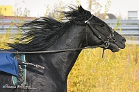 Впервые в Тюмени пройдет большой конно-спортивный фестиваль "Орловский фаворит"