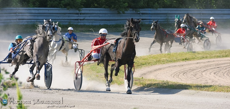 Впервые в Тюмени пройдет большой конно-спортивный фестиваль "Орловский фаворит"